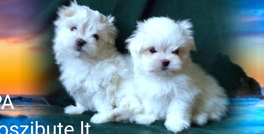 88059196 2808496672576265 8078269369886441472 n