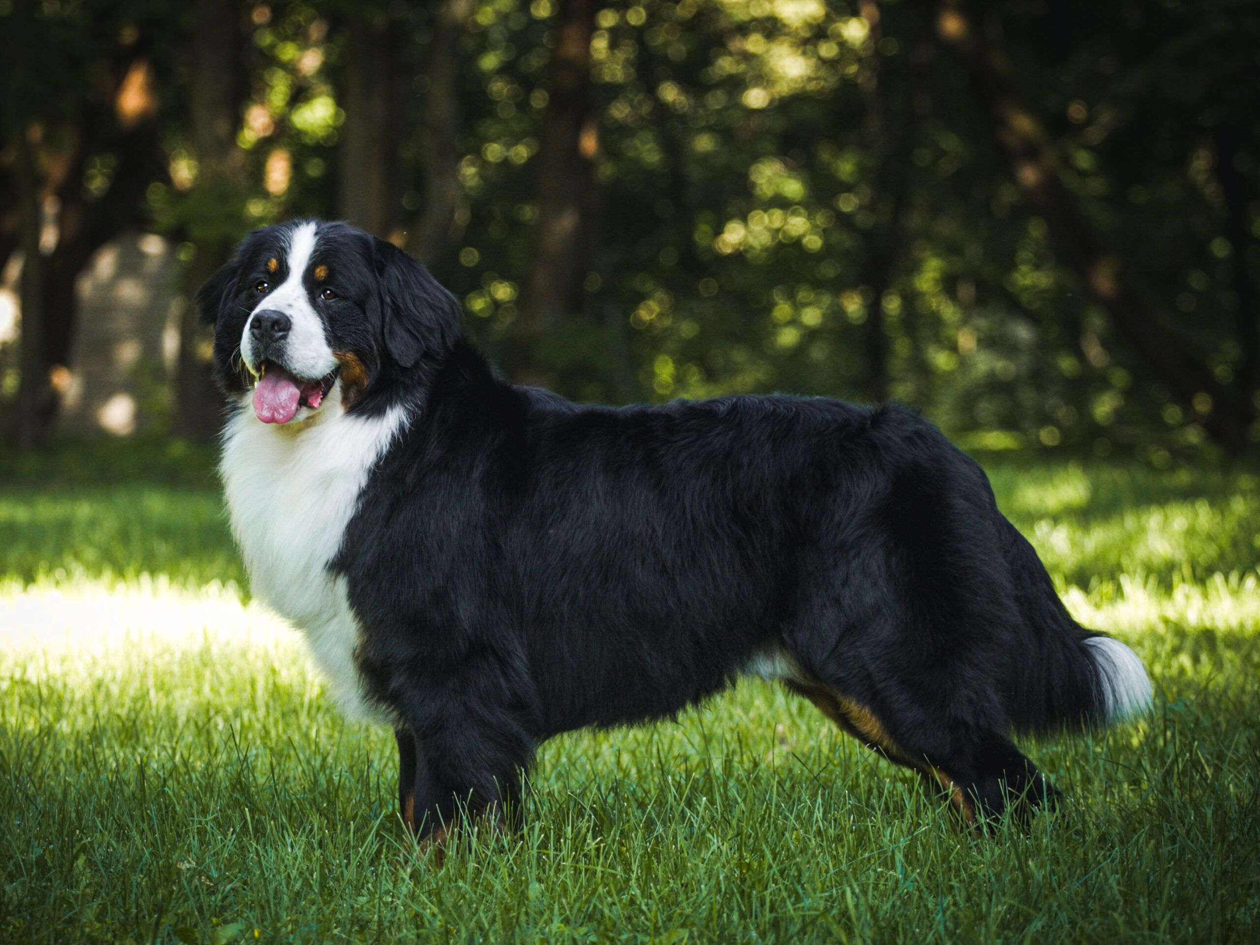 Čempionai img 8264 13