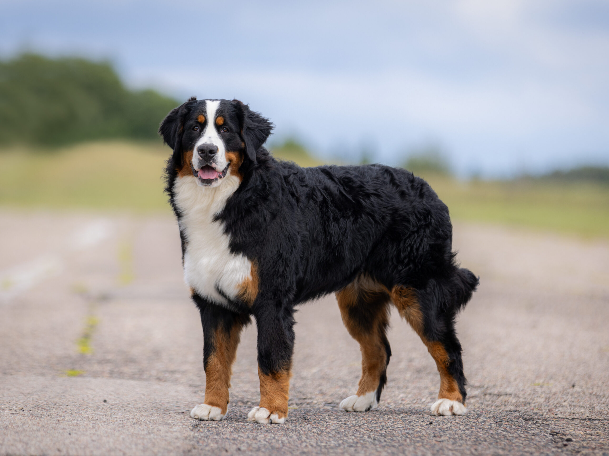 Čempionai s21 8645 sj