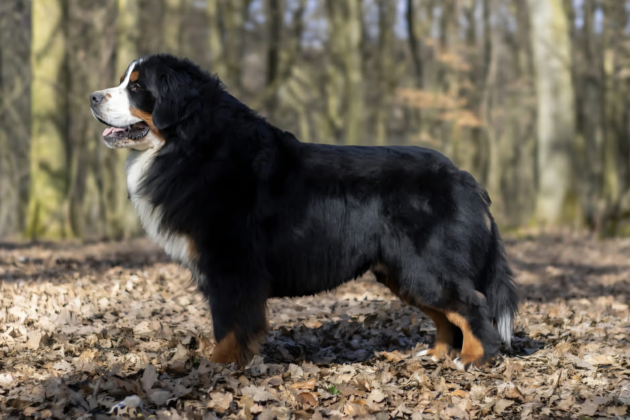 Bernese mountain dog - ÖREGHEGYI-MACKÓ CAPTAIN COCOS
